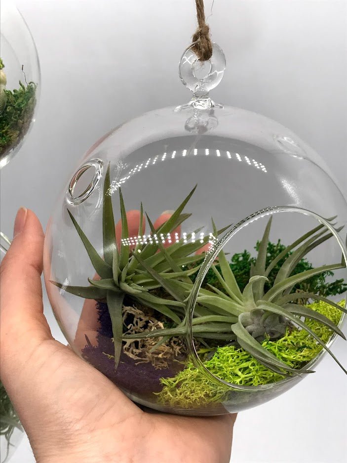 Air Plant Filled Hanging Glass Globe Garden Outside The Box 7874