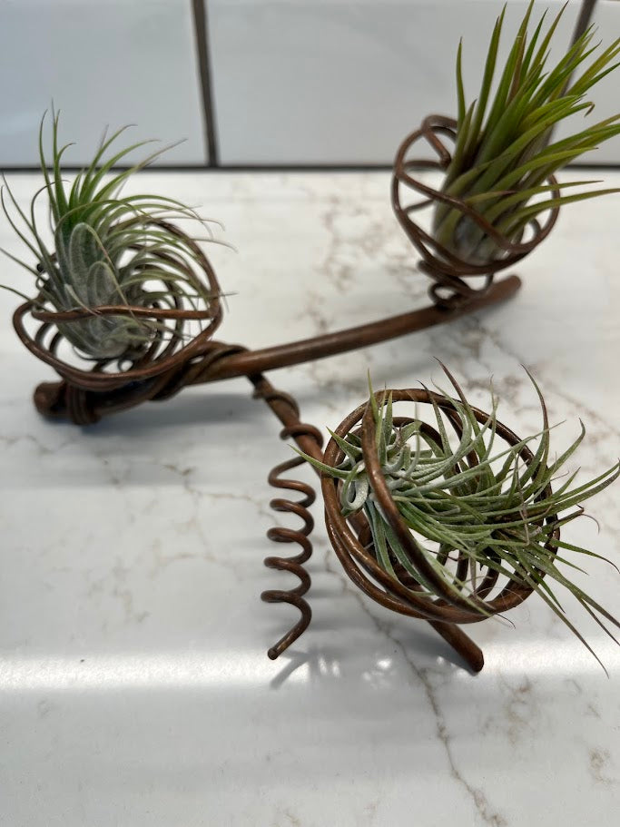 Air Plant Holder - 3 plants