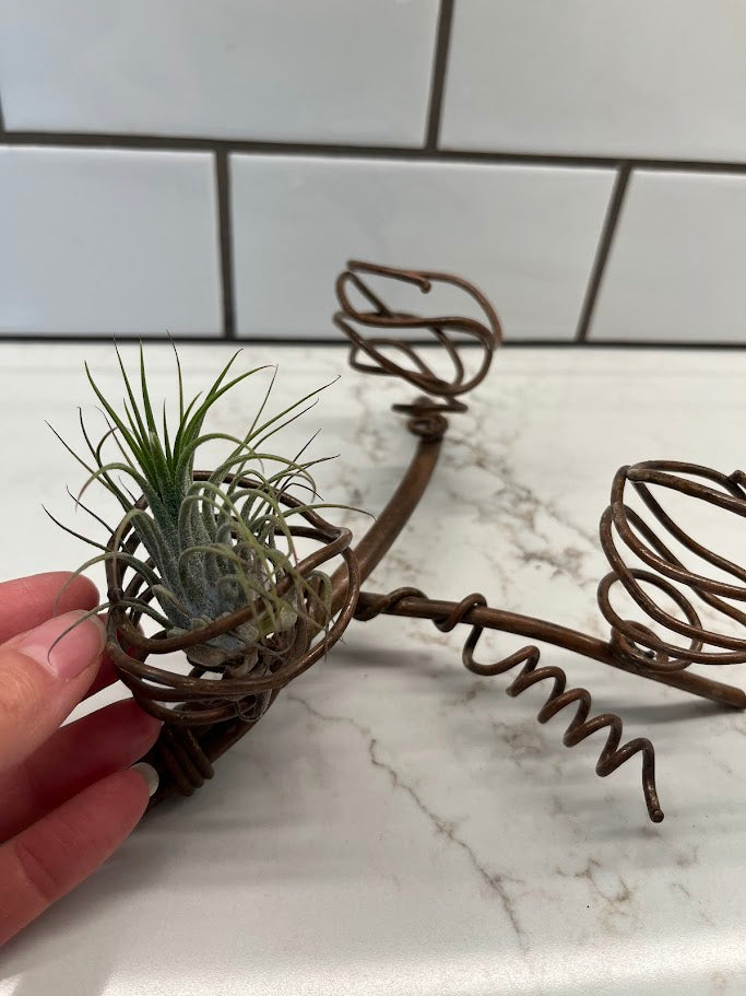 Air Plant Holder - 3 plants