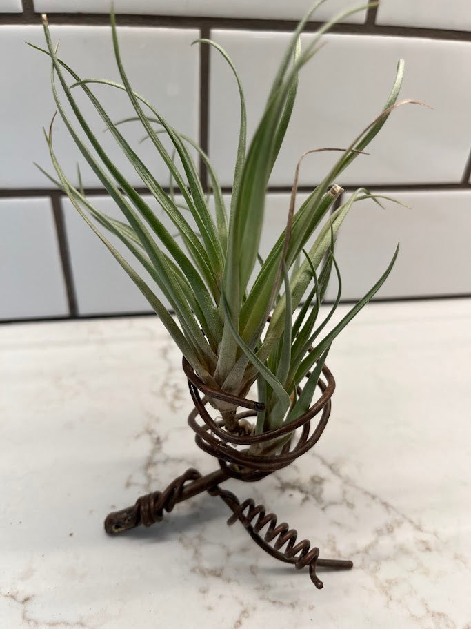 Air Plant Holder - 1 plant