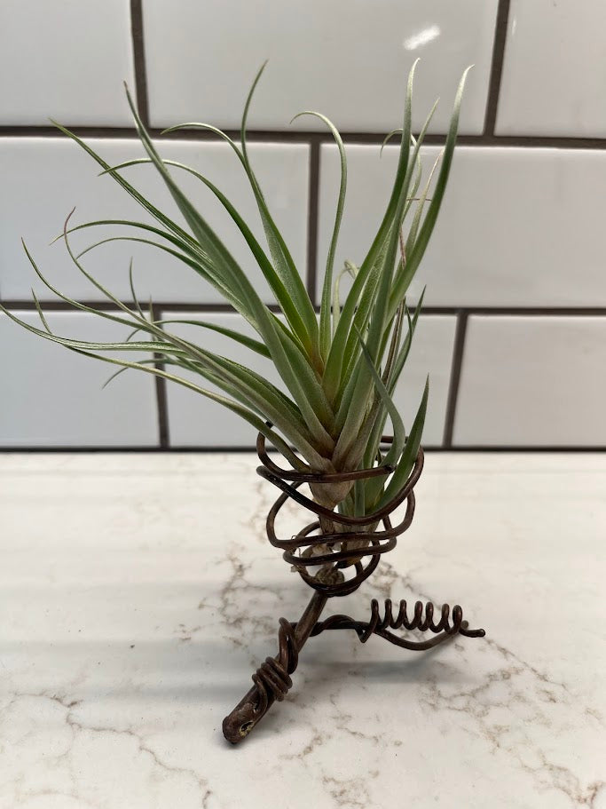 Air Plant Holder - 1 plant