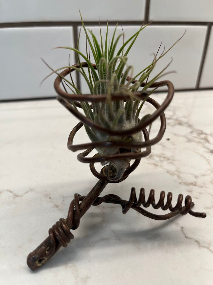 Air Plant Holder - 1 plant