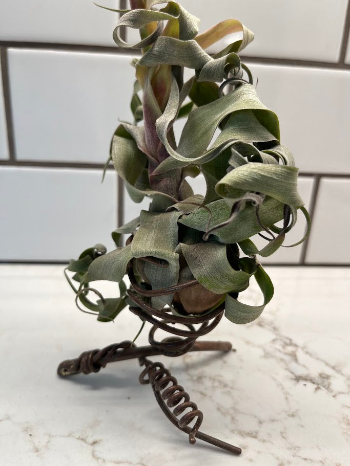 Air Plant Holder - 1 plant