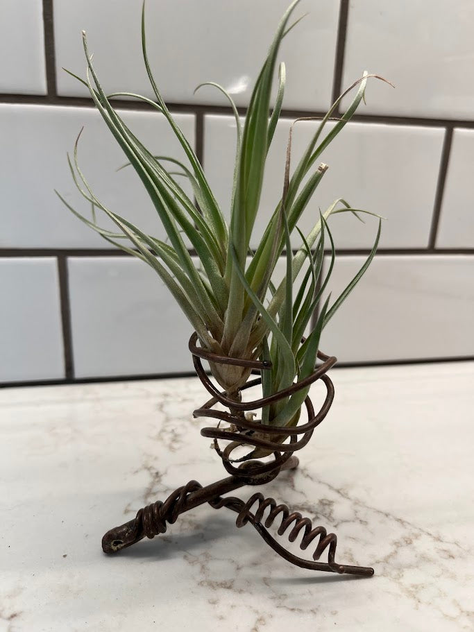 Air Plant Holder - 1 plant