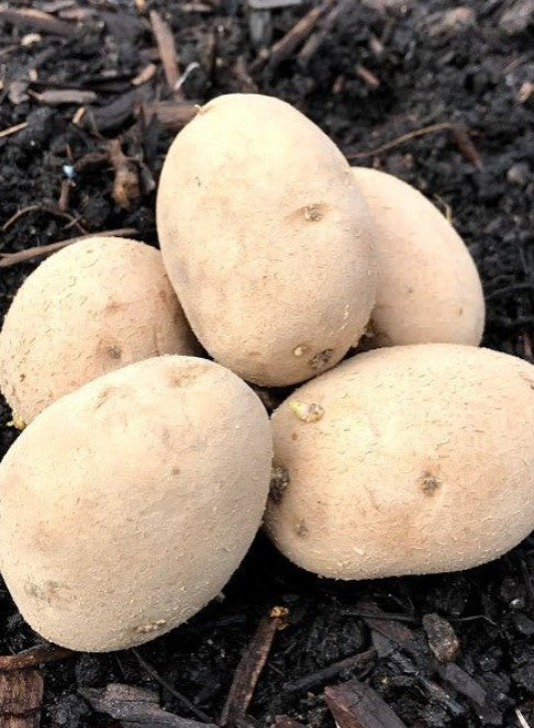 Heirloom Potato COLLECTION - Butterball