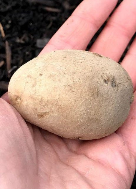 Heirloom Seed Potato Collection Butterball