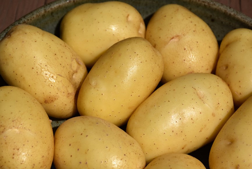 Cal White Seed Potato