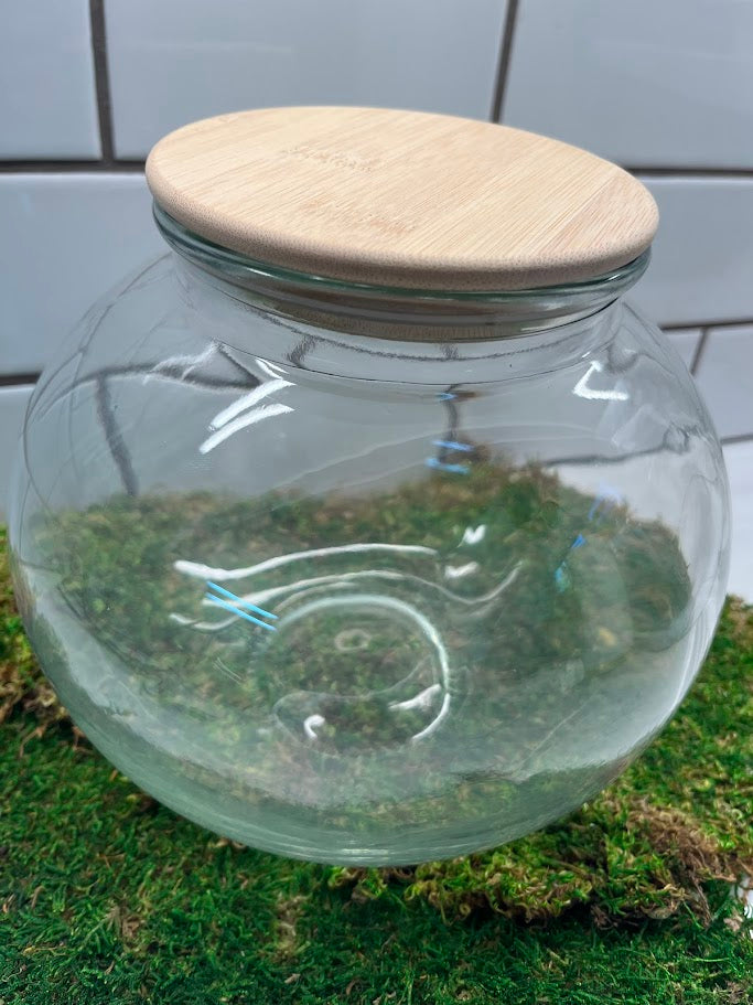 Terrarium - LED Light Round Shape