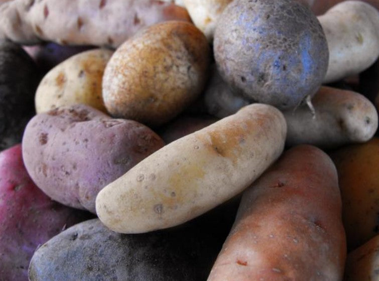 Heirloom Seed Potato COLLECTION - Old Varieties