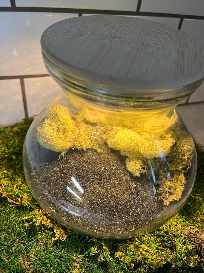 Terrarium - LED Light Vase Shape