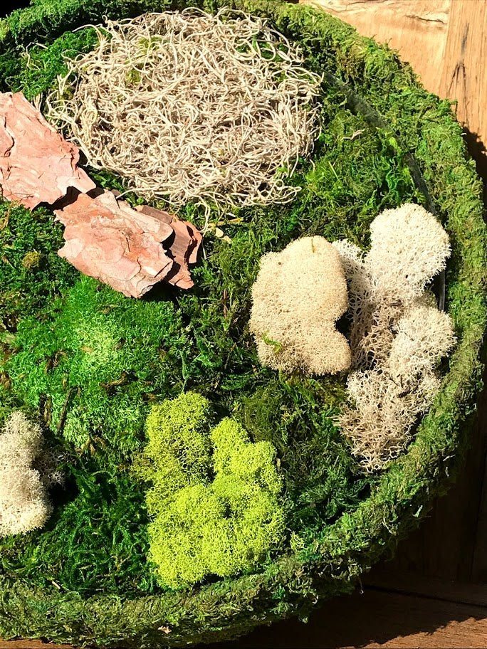 DIY Fairy Garden Preserved Moss Kit
