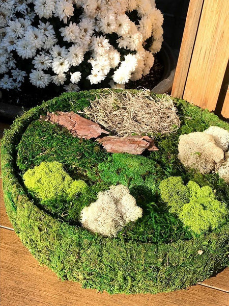 Neptten Preserved Moss, Moss for Fairy Garden, You can use Our Moss as  Decor Anywhere! The